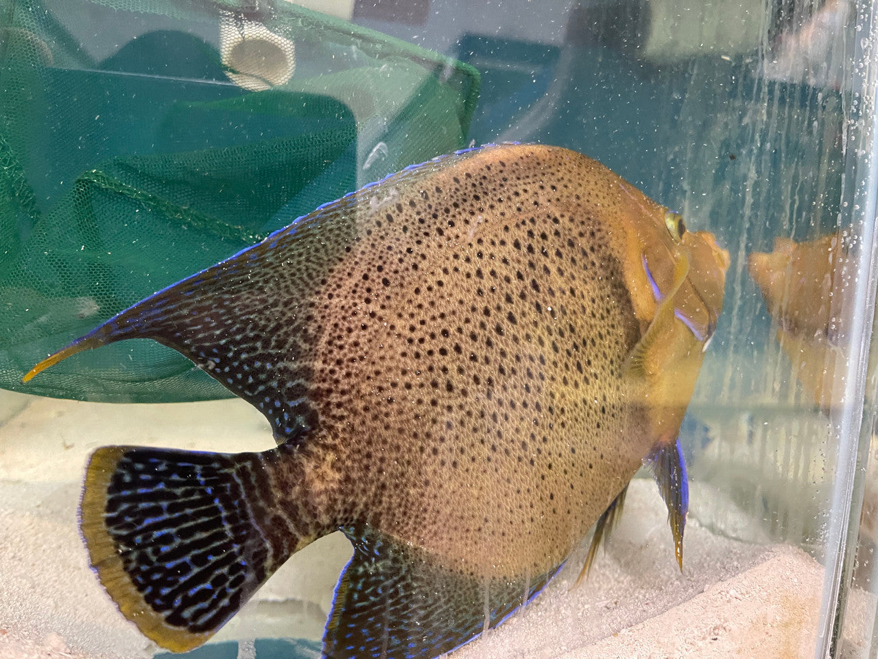 Chrysurus Angel | Pomacanthus Chrysurus (8” hybrid)