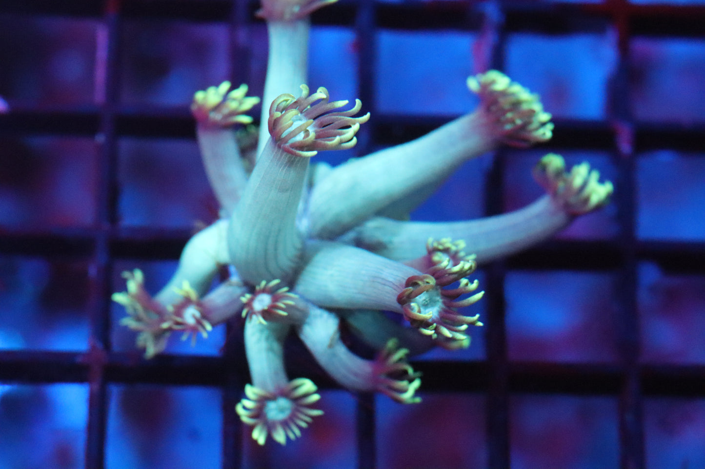 Green Flame Goni (A34)