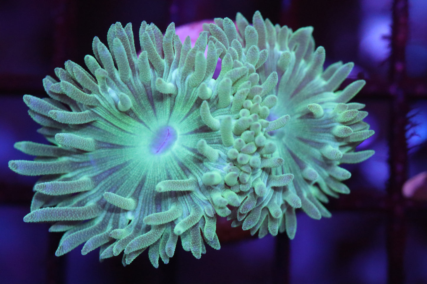 Neon Duncan (C35)