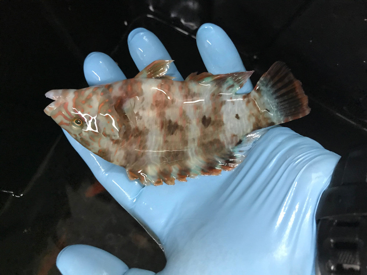 Red Lip Parrot | Scarus Rubroviolaceus (5-6")
