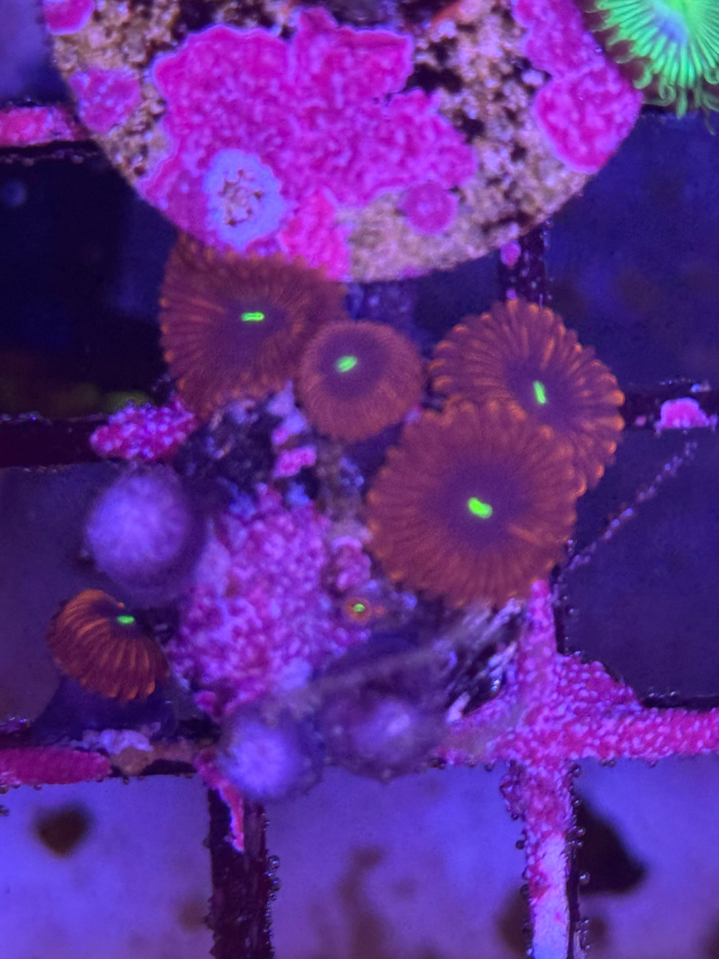 Magician Zoa (A177)