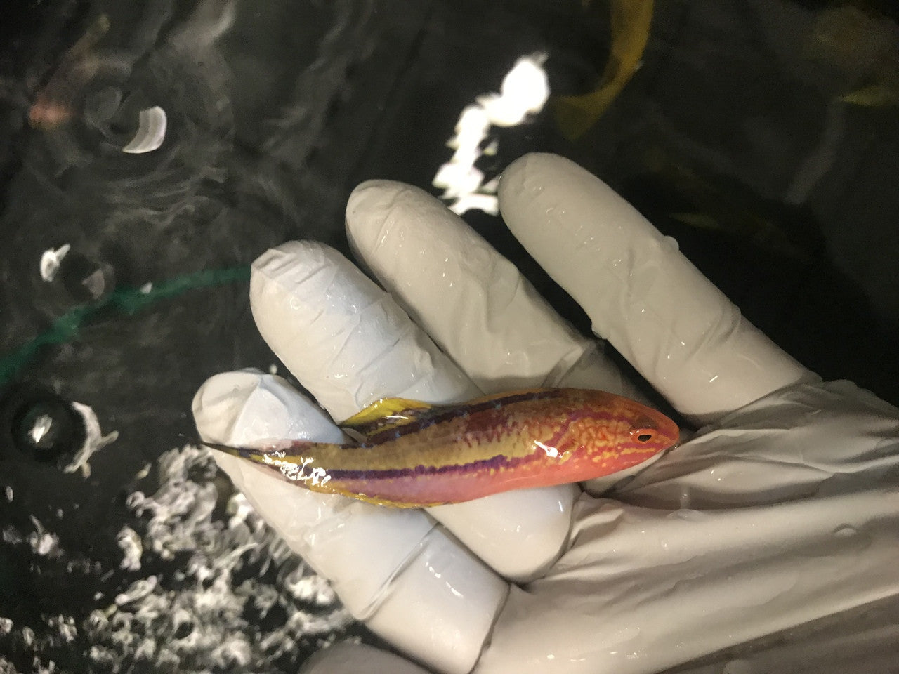 Pin Tail Fairy Wrasse| Cirrhilabrus isosceles (XXL Supermale)