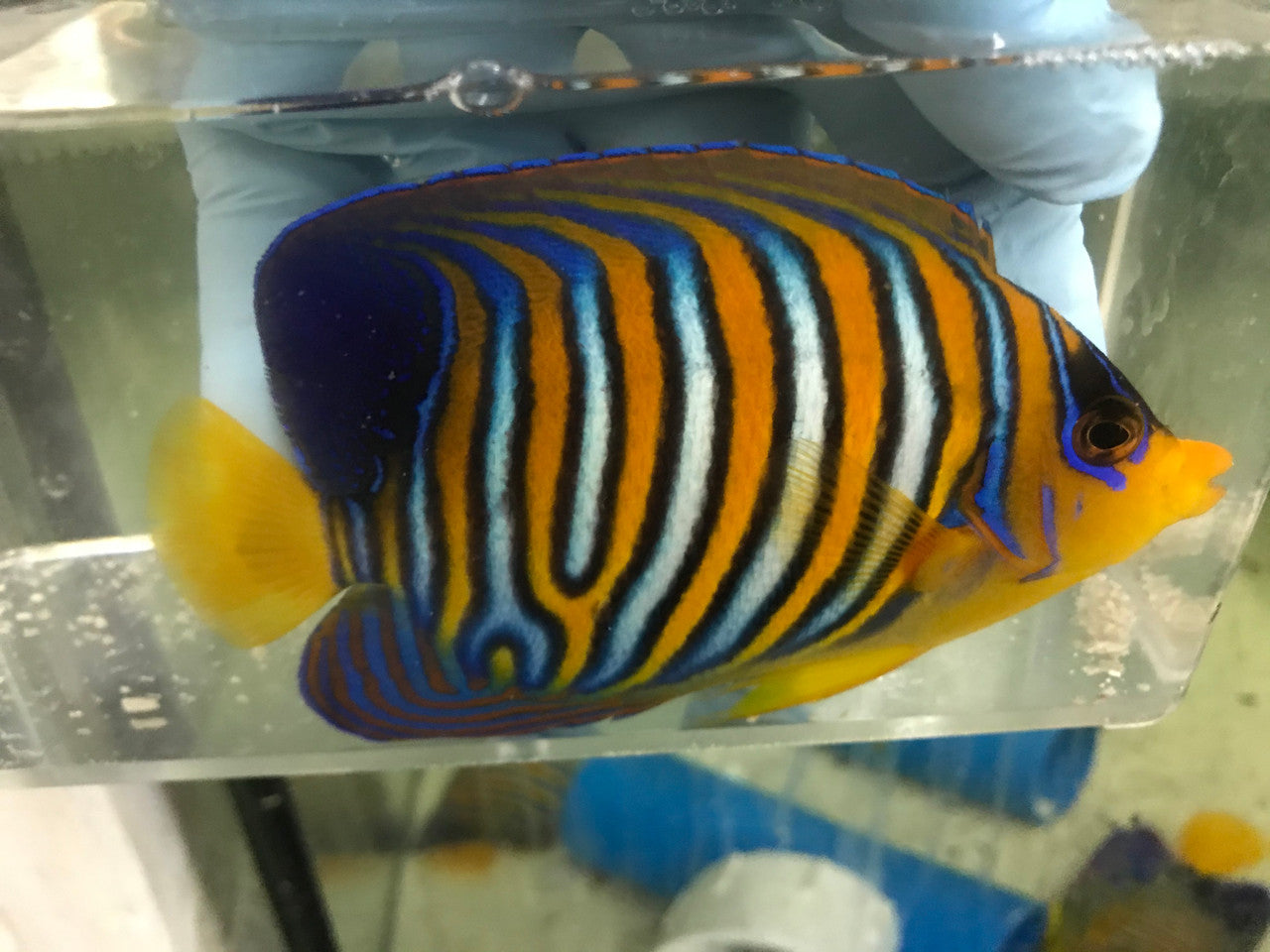 Regal Angel (True Red Sea)-4" Misbar 2