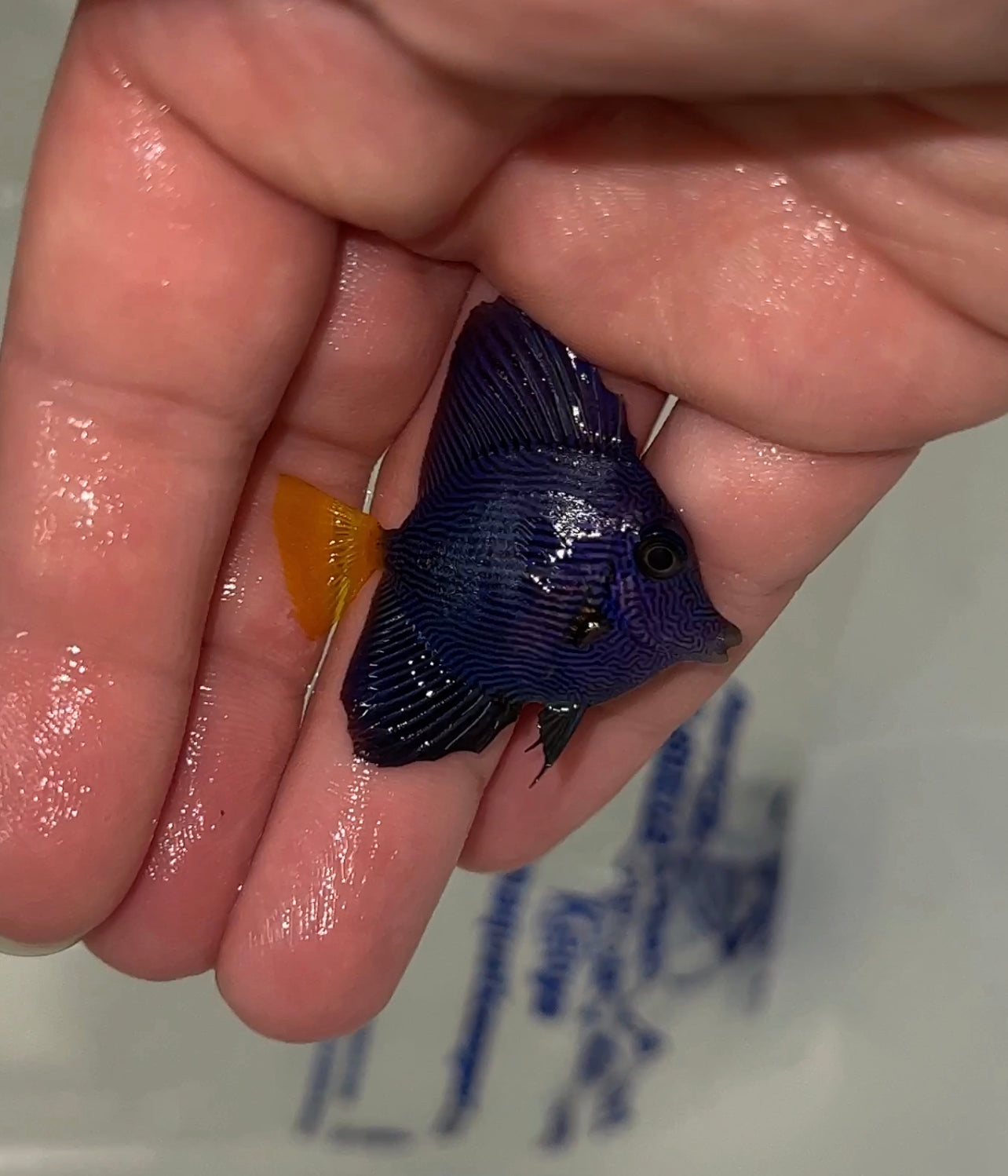 TINY Red Sea Purple Tang | Zebrasoma xanthurus (1”)