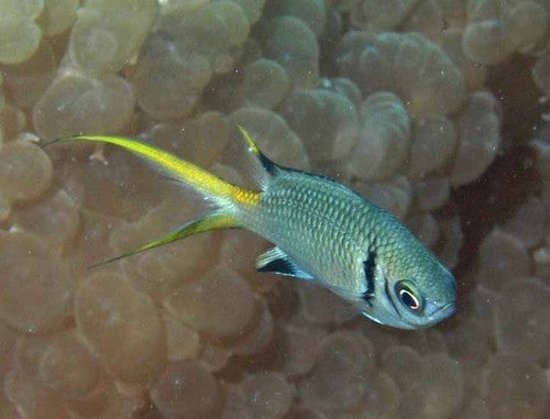 Mauritius Double Bar Chromis | chromis torquata