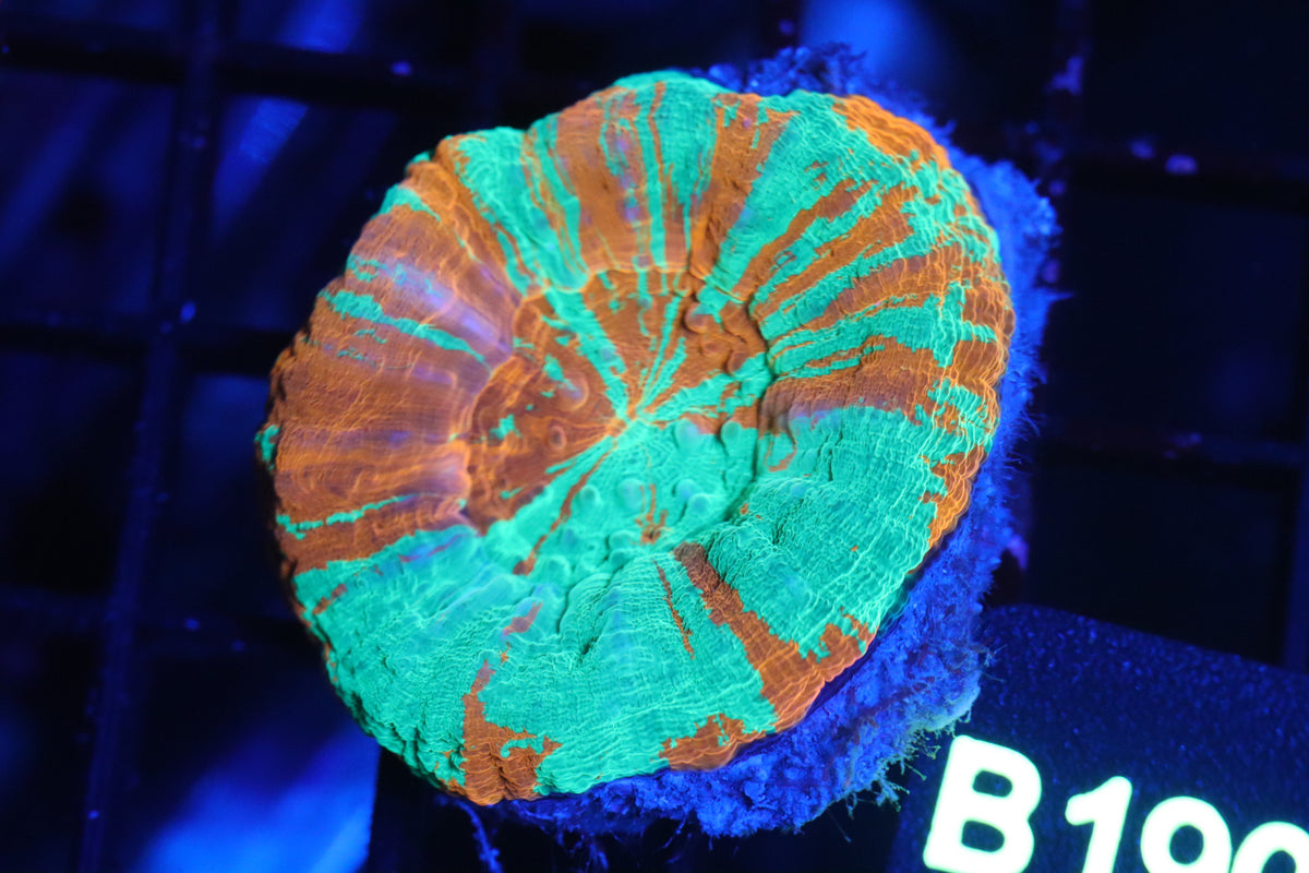 Bleeding Apple Scoly (B190)
