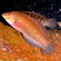 Bubblefin Wrasse (Halichoeres nigrescens)