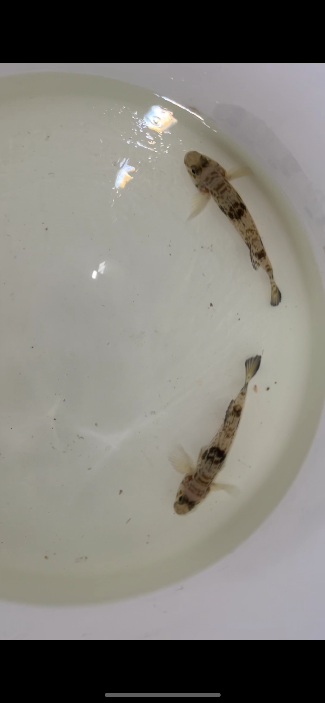 Hairfin Goby, Yongeichthys nebulosus  (3-4")