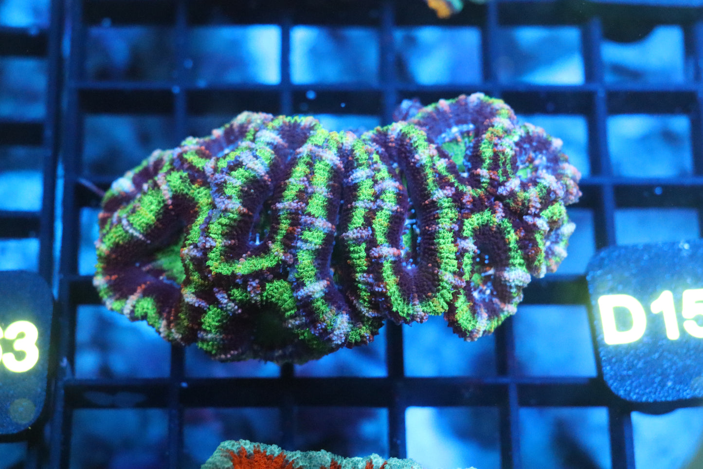 Micromussa Lord Colony (D154)