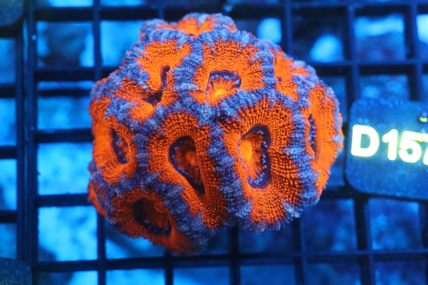 Micromussa Lord Colony (D157)