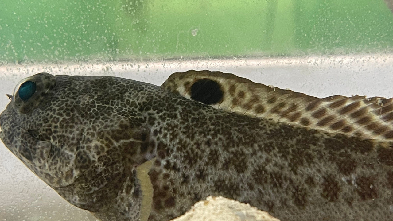 Darwin Jawfish | Opistognathus darwiniensis (6")