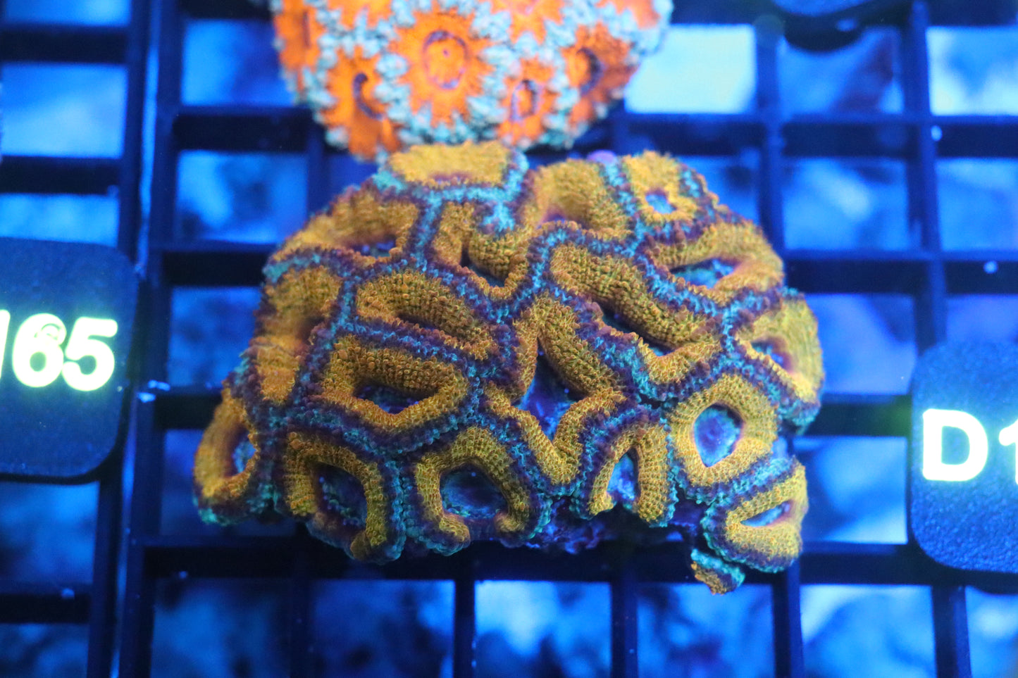 Micromussa Lord Colony (D162)