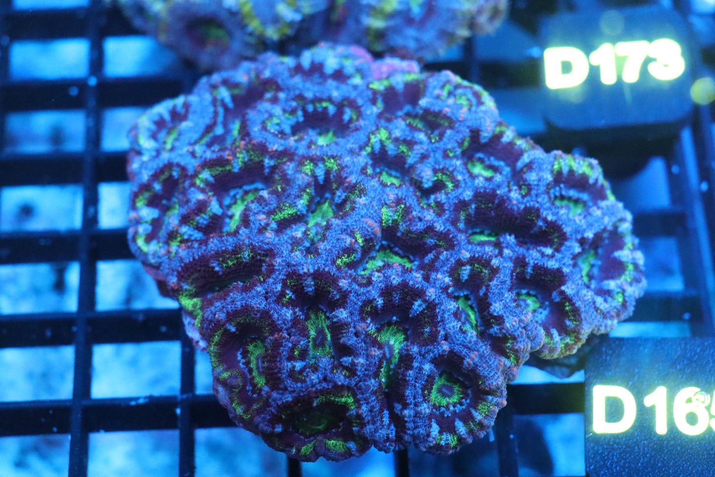 Micromussa Lord Colony (D165)