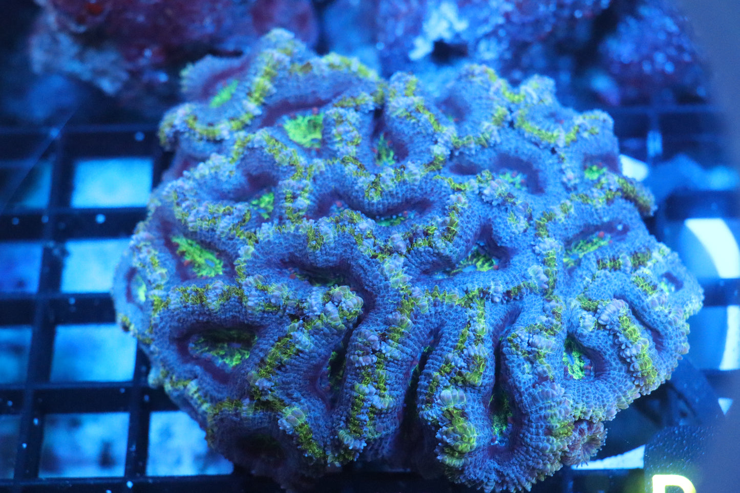 Micromussa Lord Colony (D173)