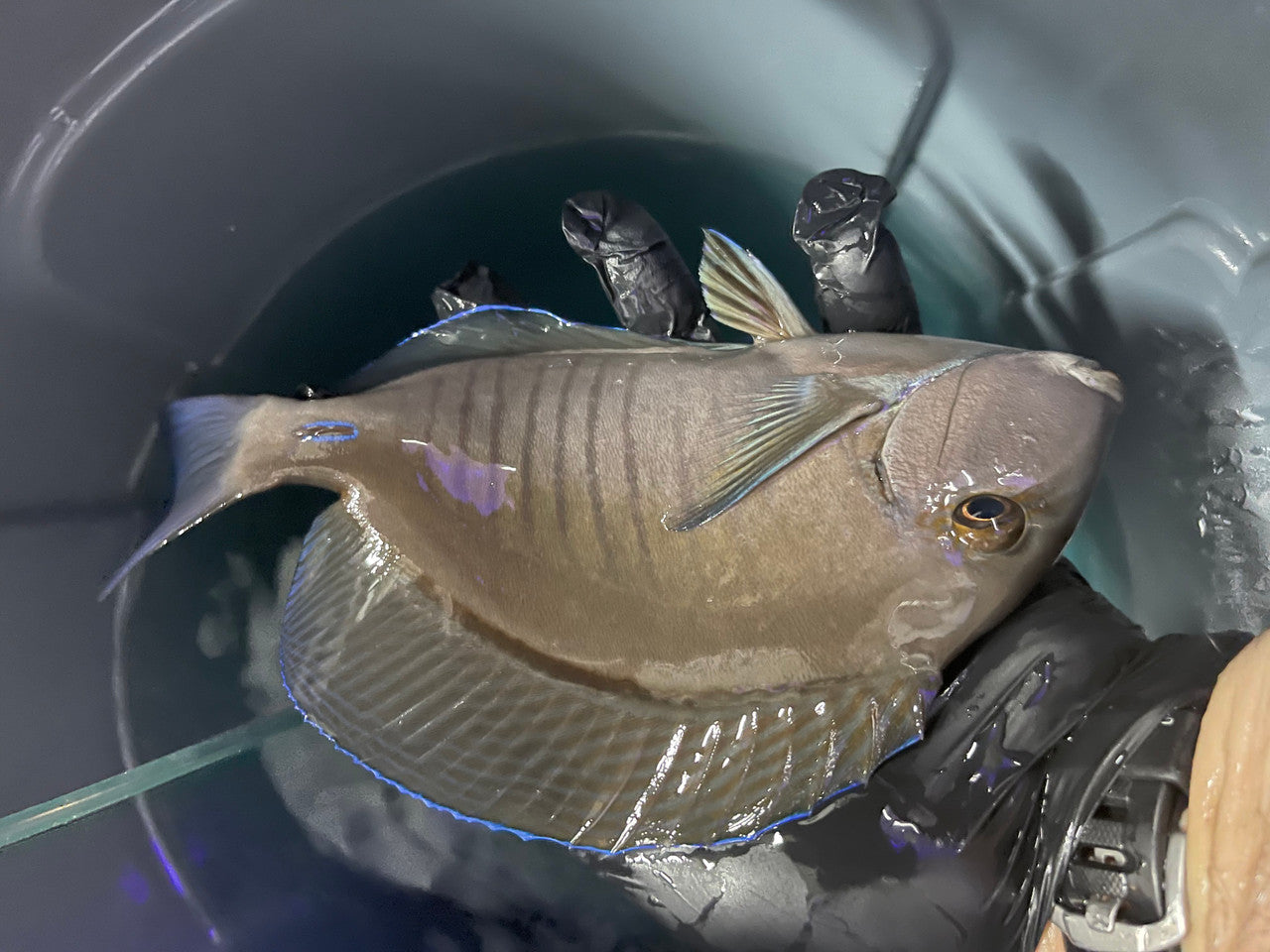 Doctorfish - Acanthurus chirurgus (3")