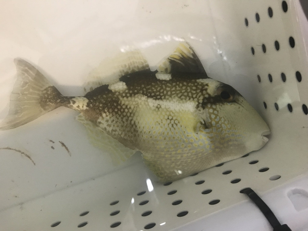 Yellow Spot (Starry) Trigger Fish | Abalistes stellatus (3-4")