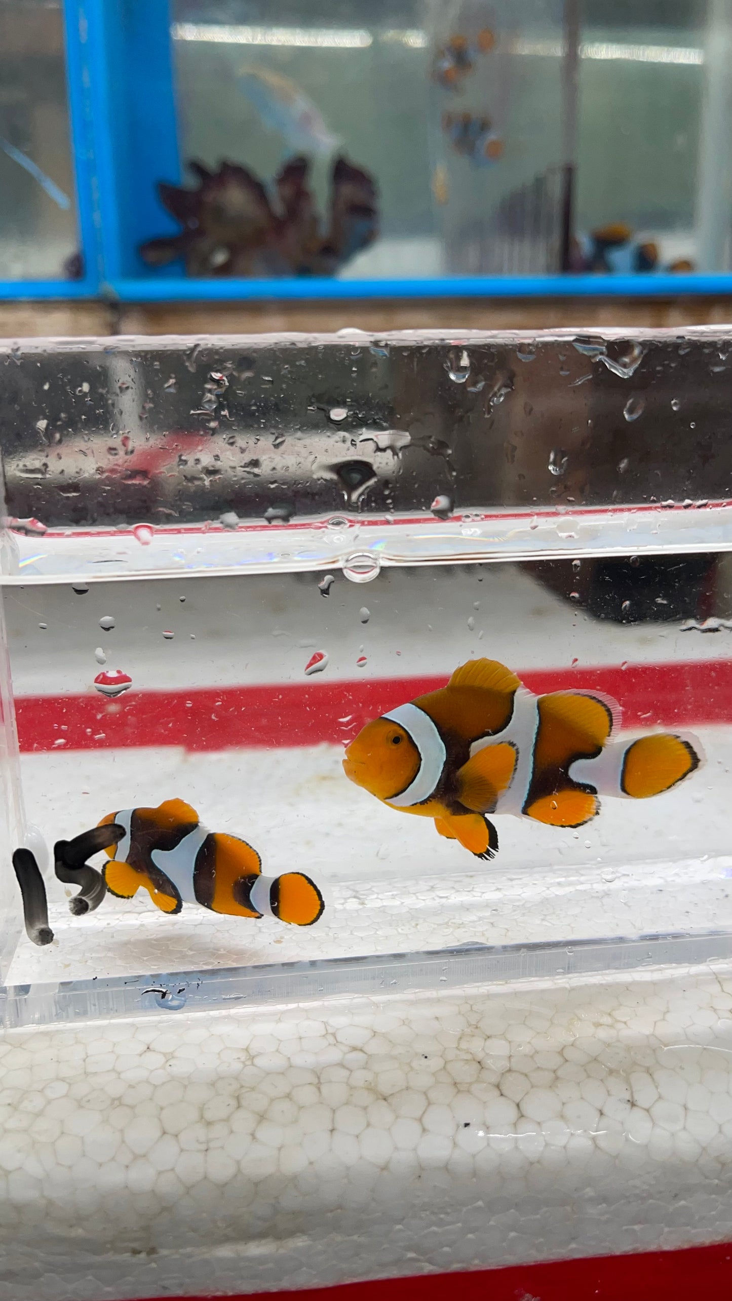True Percula Clownfish-super black pair (WYSIWYG #15)