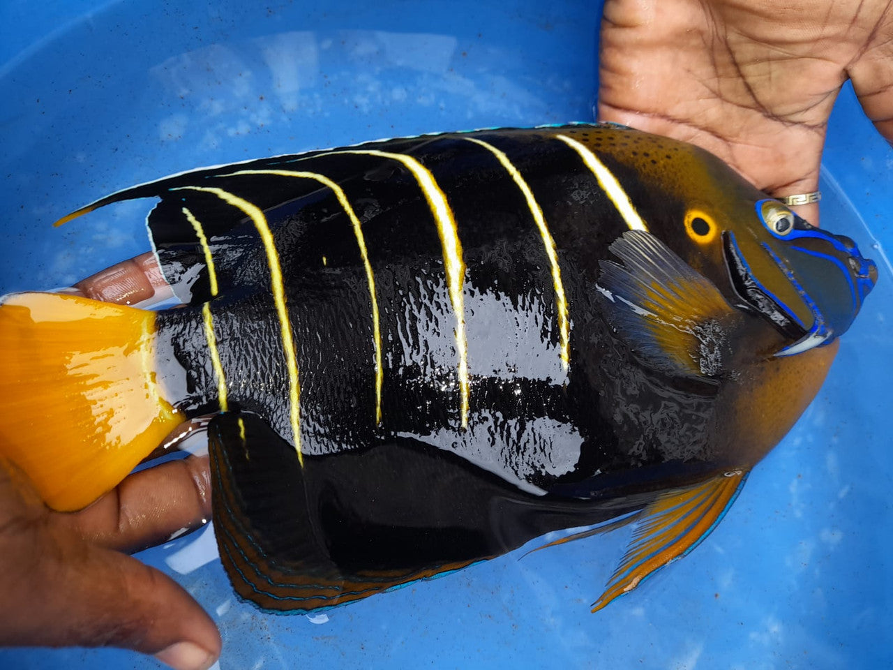 Chrysurus Angel | Pomacanthus Chrysurus (show size 10”)