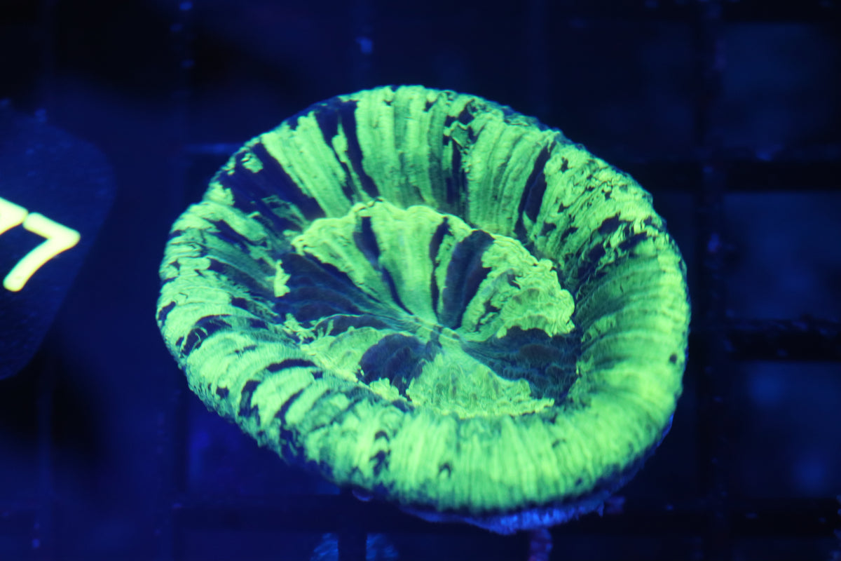 Aussie Neon Stripe Scoly (B210)