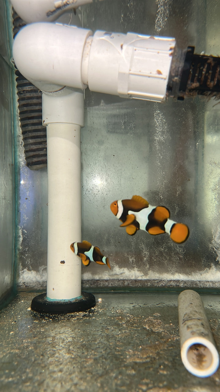True Percula Clownfish-super black pair (WYSIWYG #2)