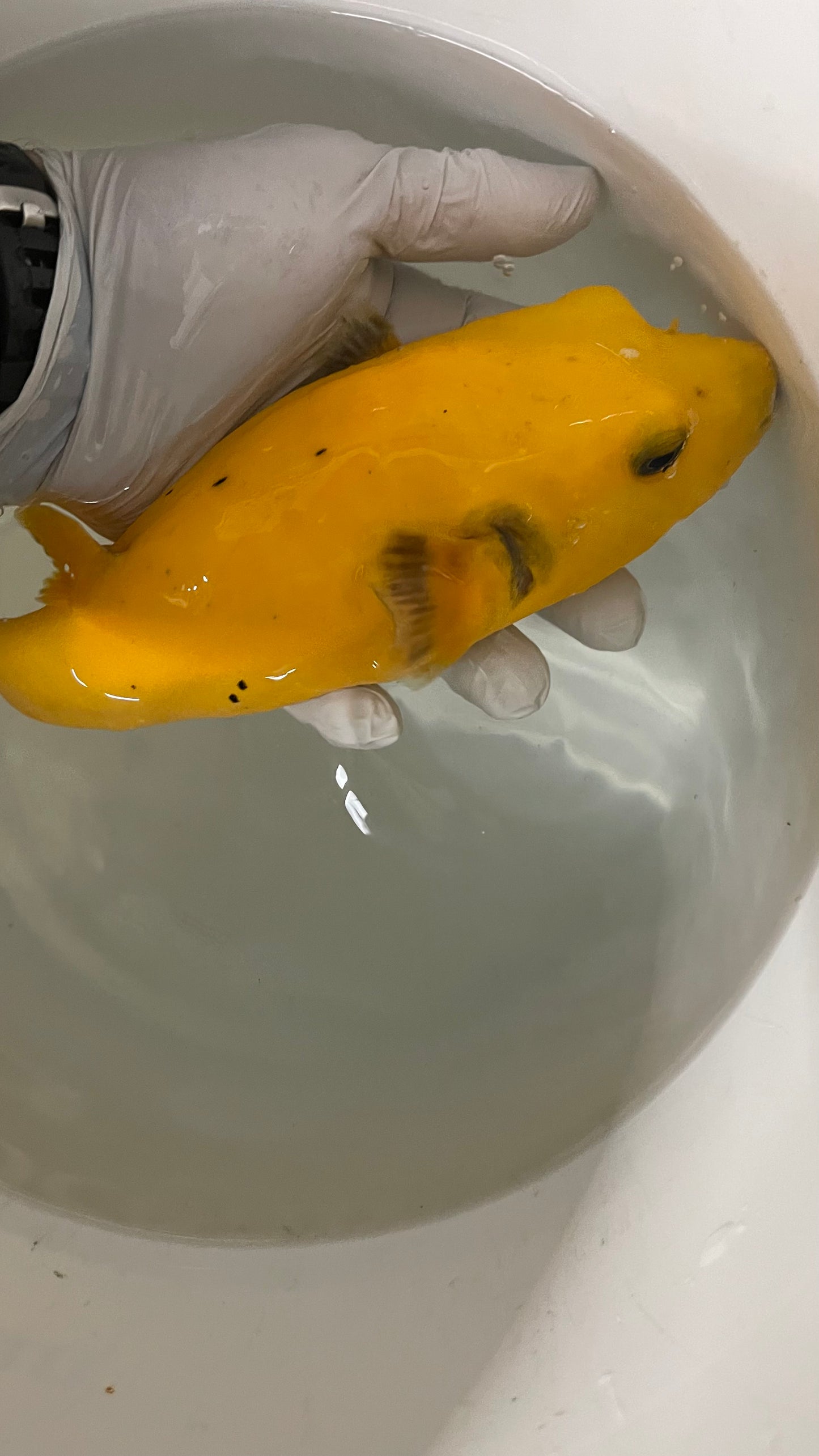 Golden Pufferfish (8-10” Christmas Island)