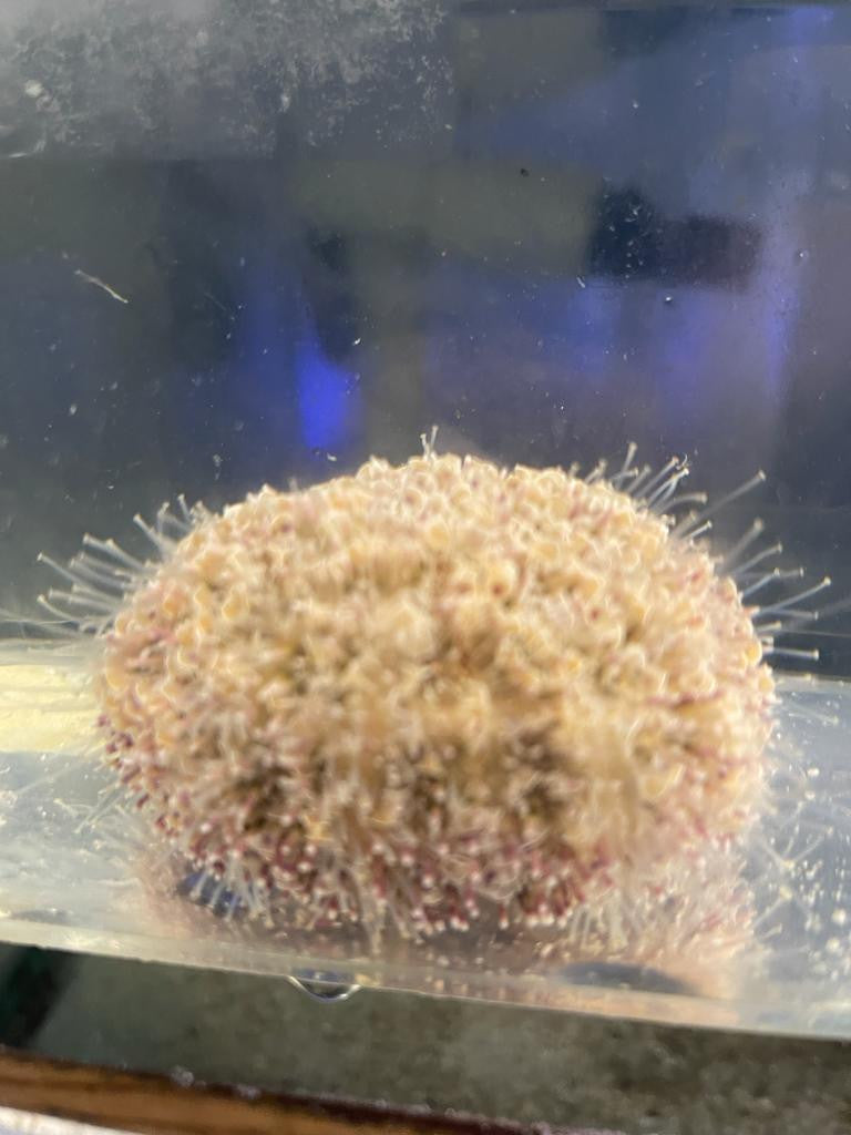 White flower Urchin- Toxopneustes pileolus
