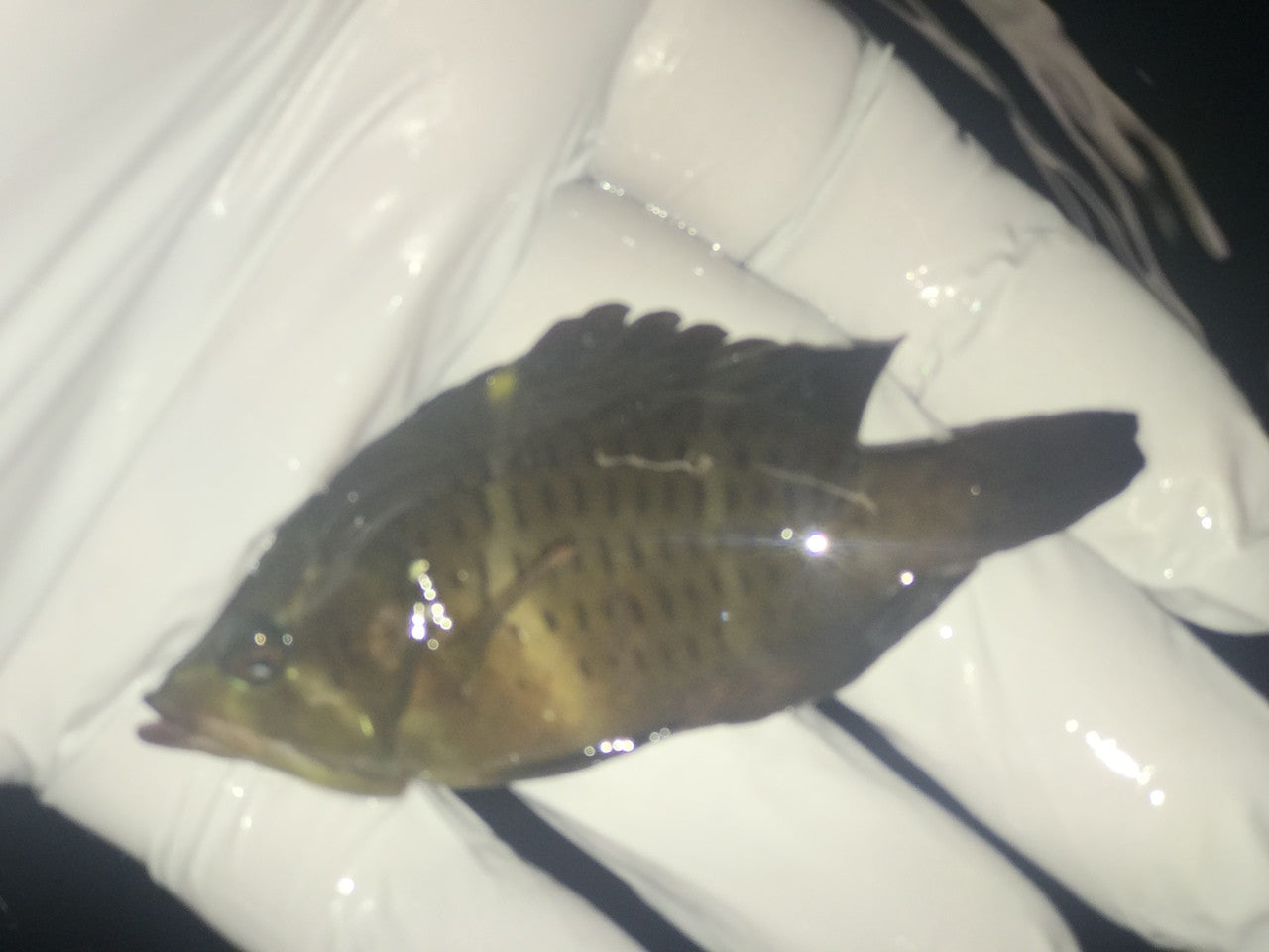 Yellow Slingjaw Wrasse (3-4" Changine)