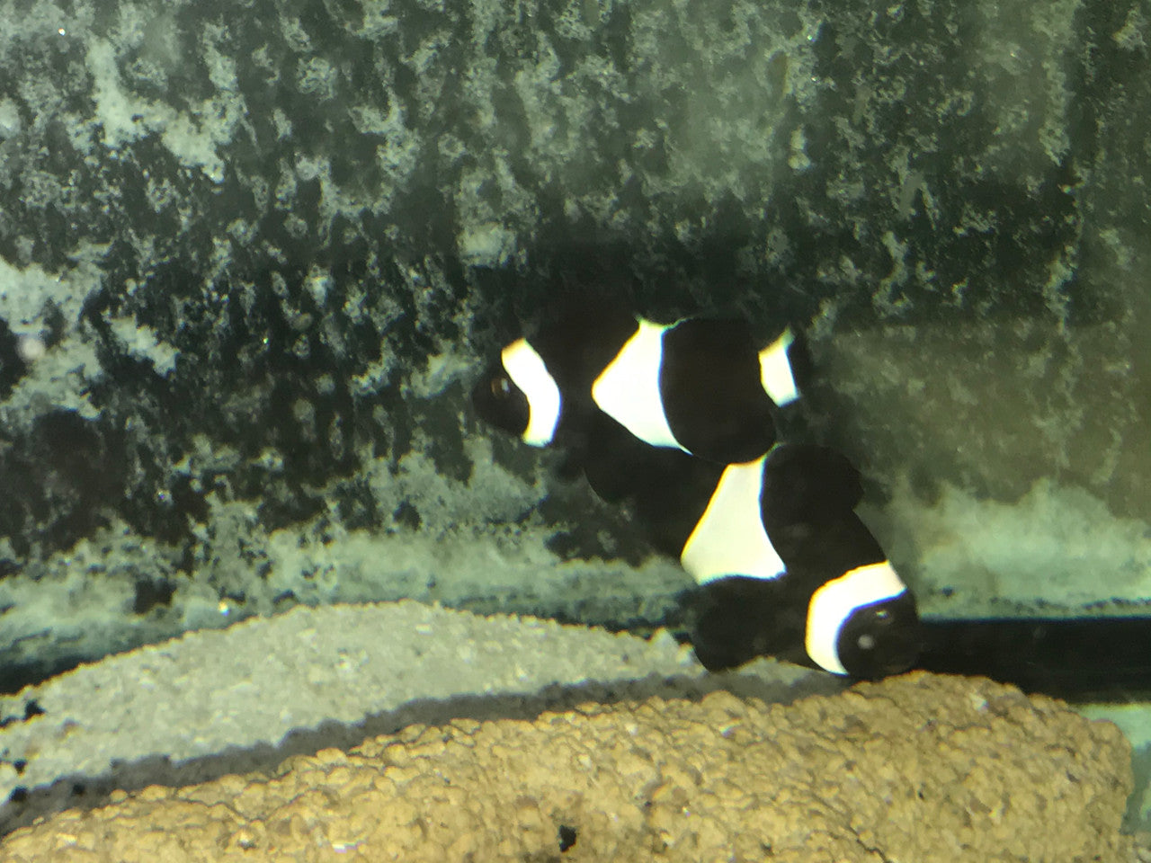 True Wild Pair Darwin Ocellaris Clownfish