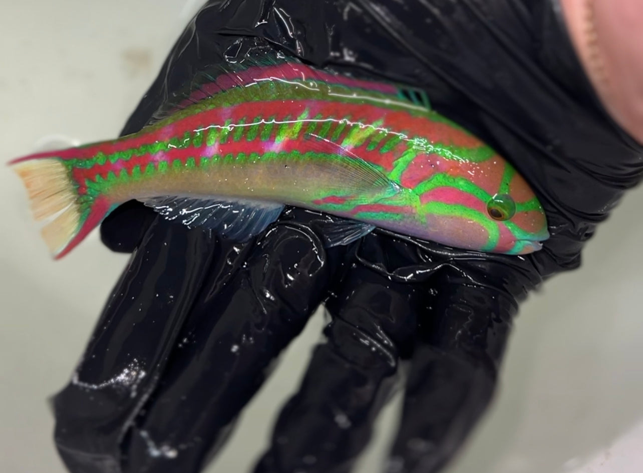 Five Stripe/Lightning Wrasse (4-6")