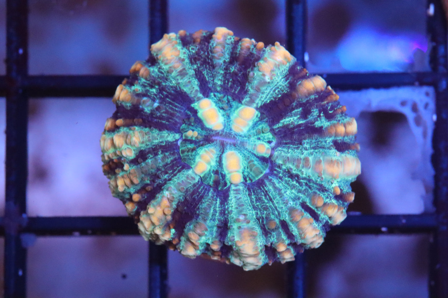 Button Scoly 1