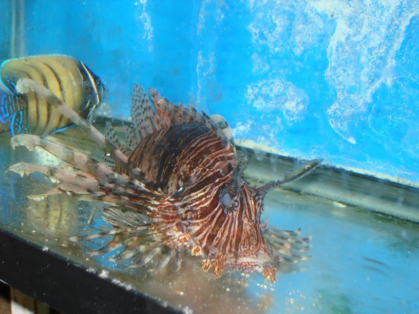 Volitan Lionfish-(3-4")