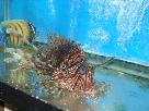 Volitan Lionfish-(3-4")