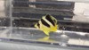 Mitratus Butterfly (2”)