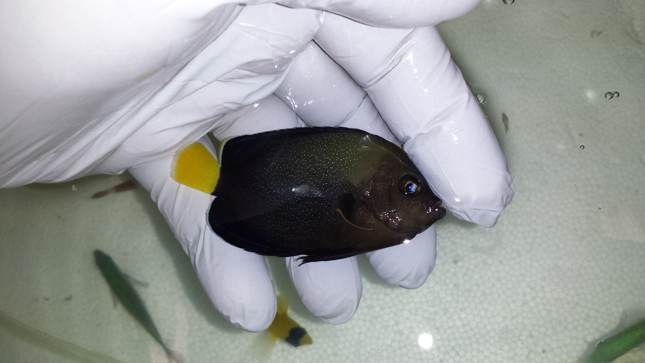 Blue Spotted Angel | Chaetodontoplus caeruleopunctatus (3")