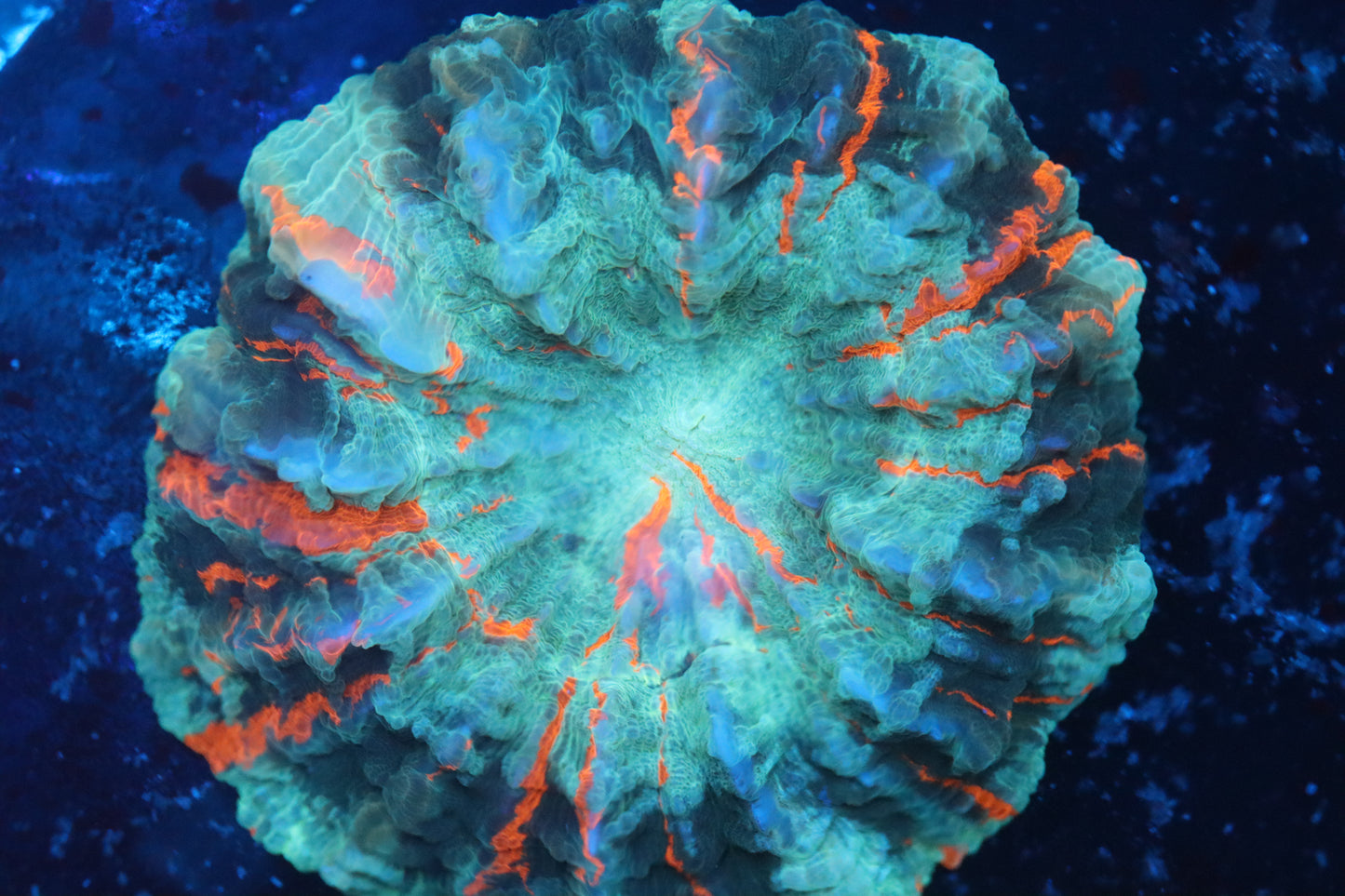 Green & Orange Acantho (B108)