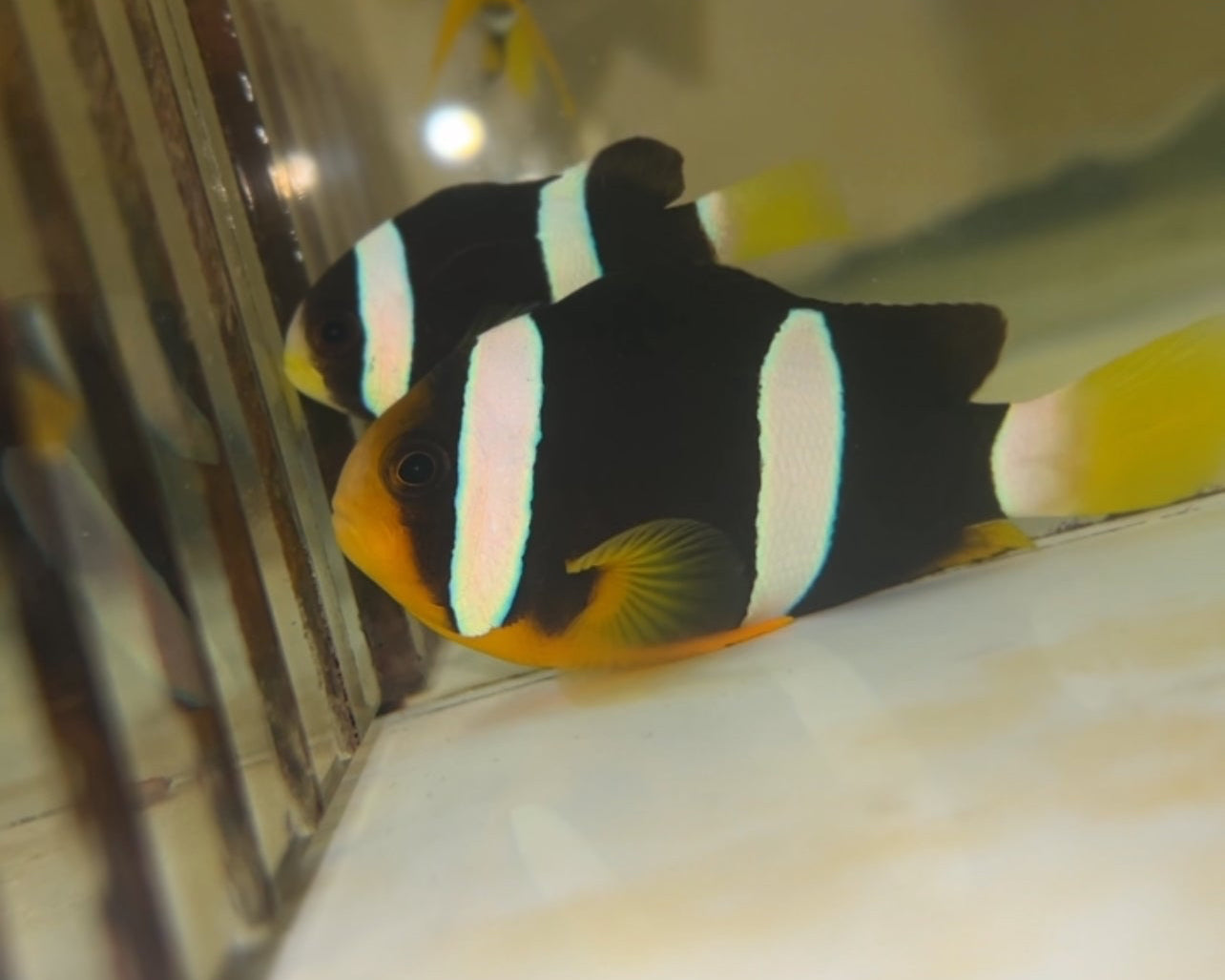 Clarkii Clownfish Pair