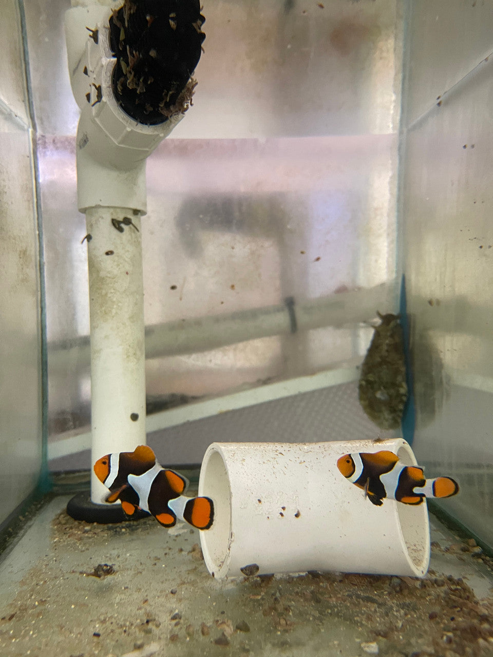True Percula Clownfish-super black pair 2 WYSIWYG