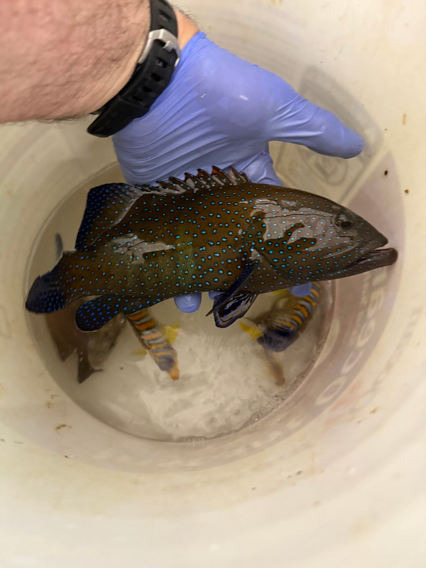 Argus (blue dot) Grouper-12”