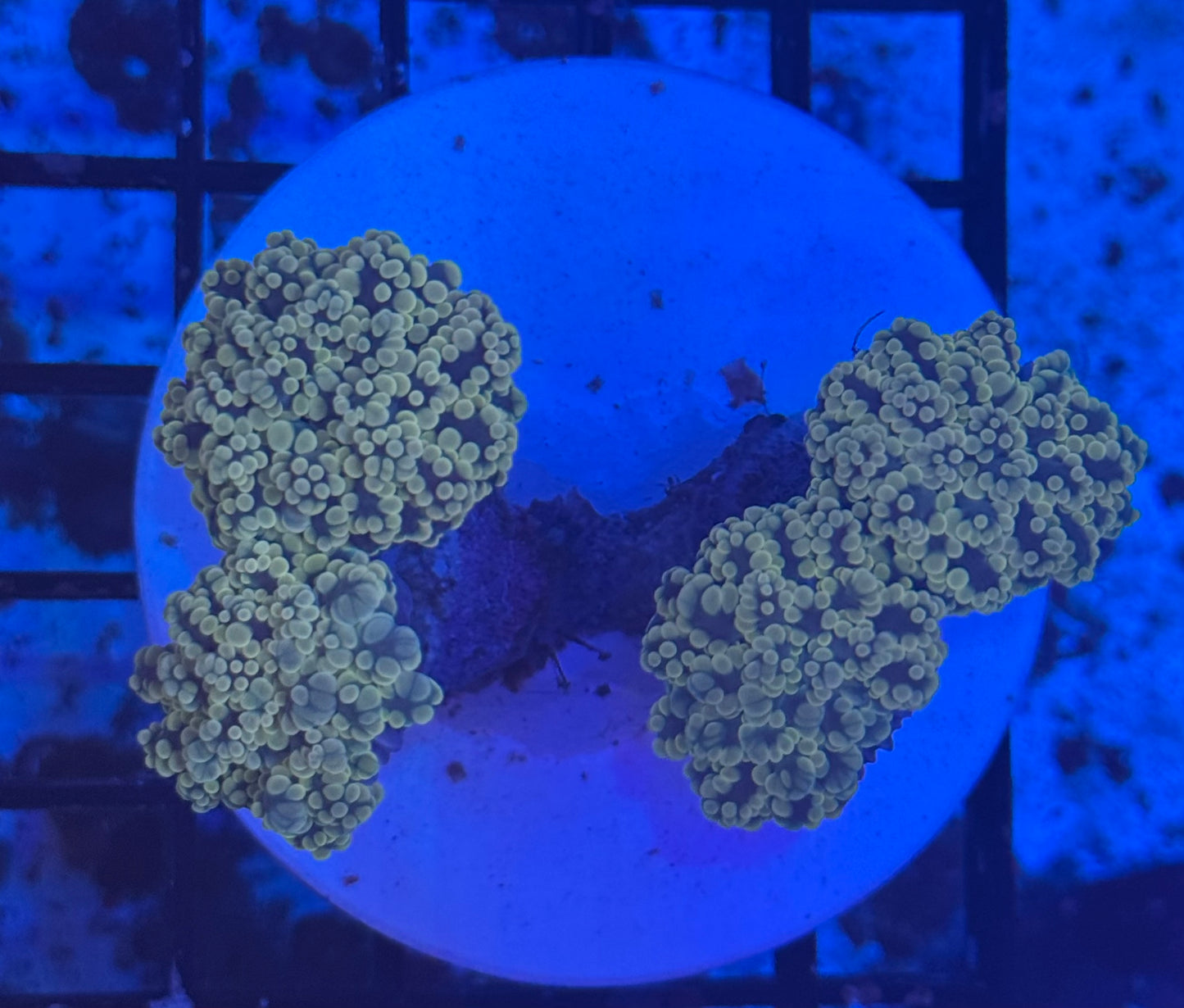 Octospawn 4 head Colony (B4) WYSIWYG