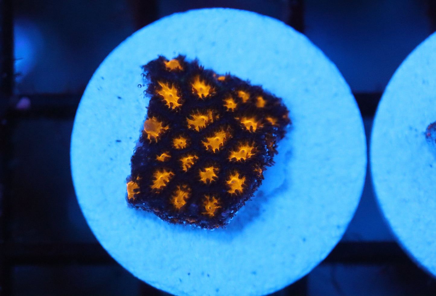 Lava Leptastrea frag (A15)