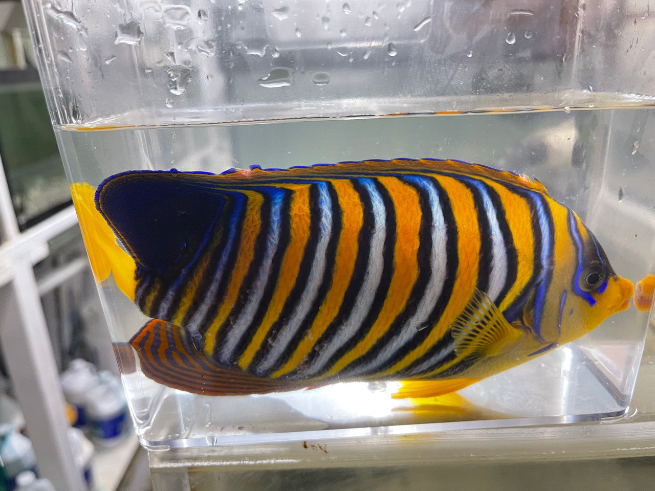 Regal Angel (True Red Sea) 11”