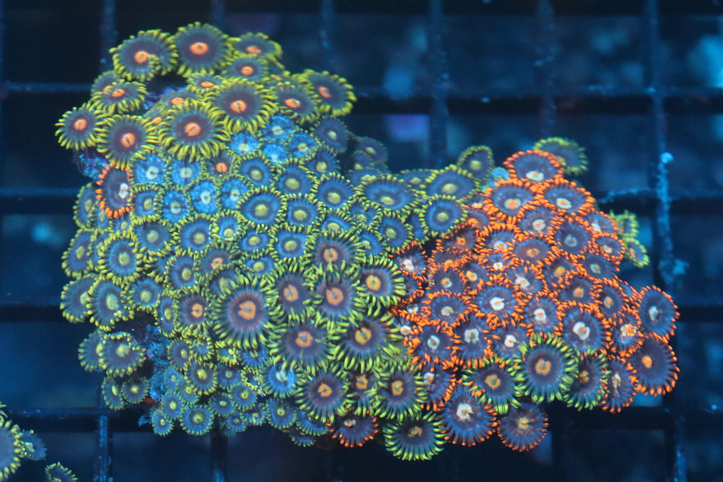 Zoa Colony on Live Rock (B147)