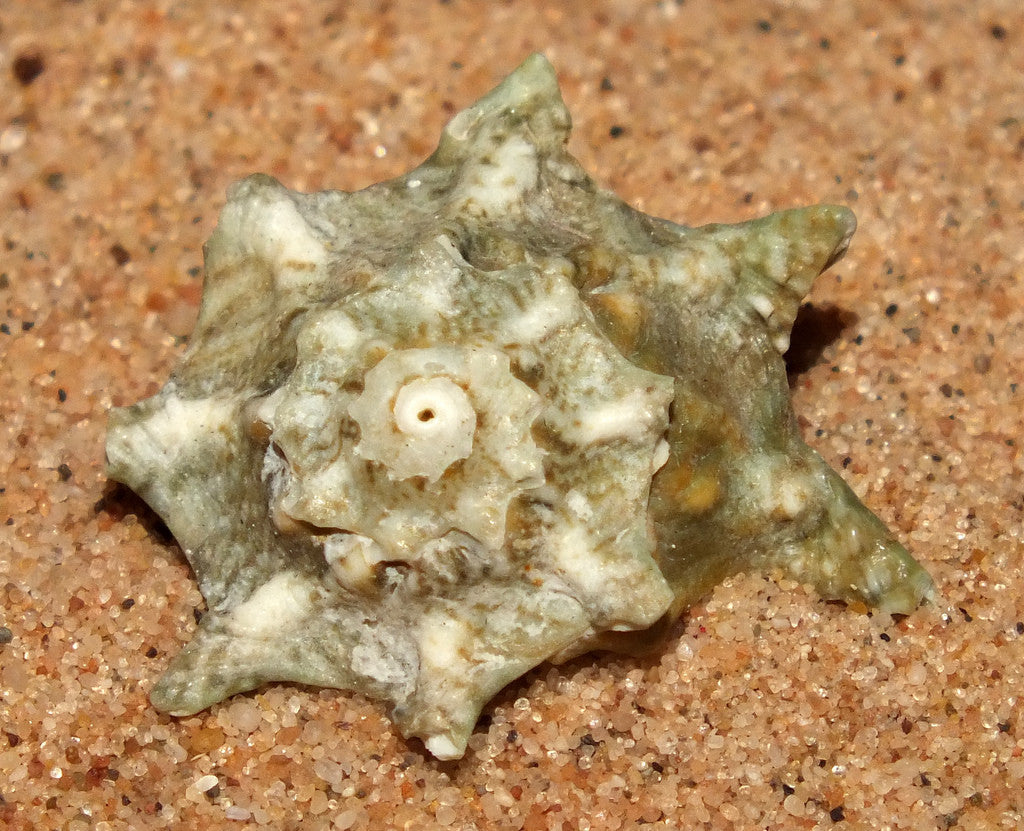 Starred Turbo Snail