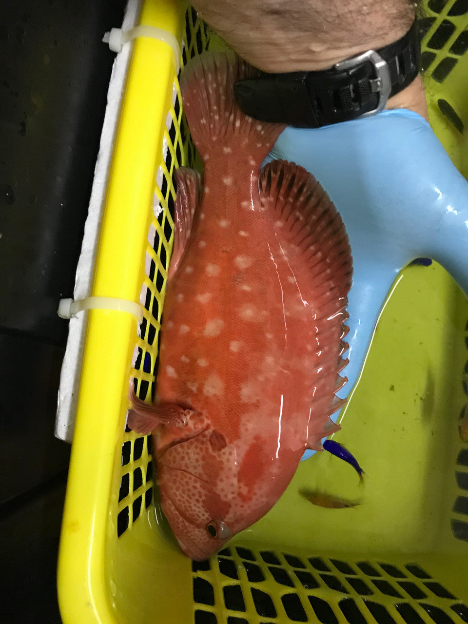 Tomato Grouper | Cephalopholis sonnerati (3”)