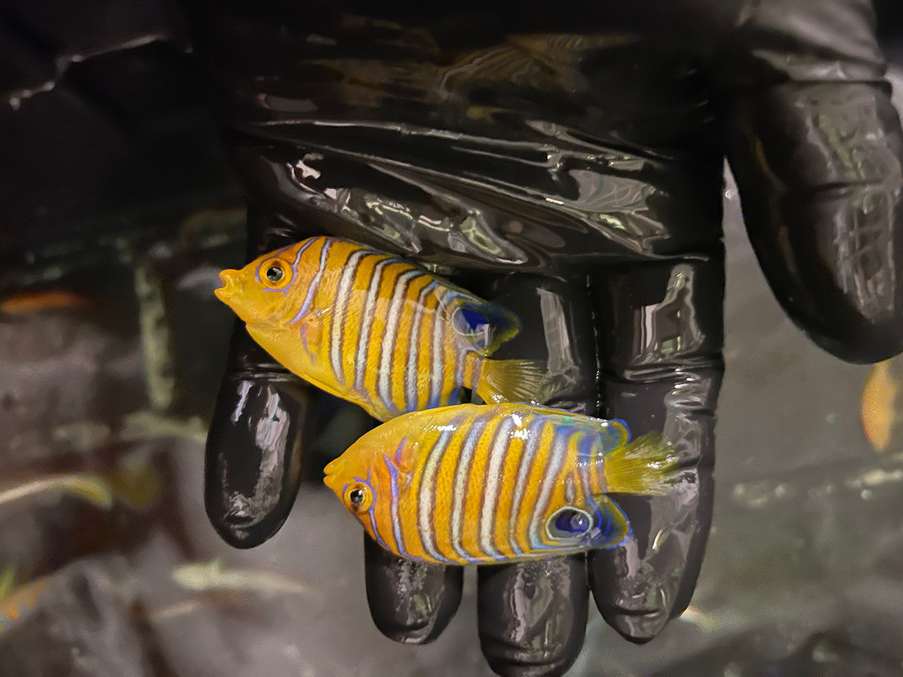 Regal Angel | Pygoplites diacanthus (True Red Sea)-2-1/2” Juvenile