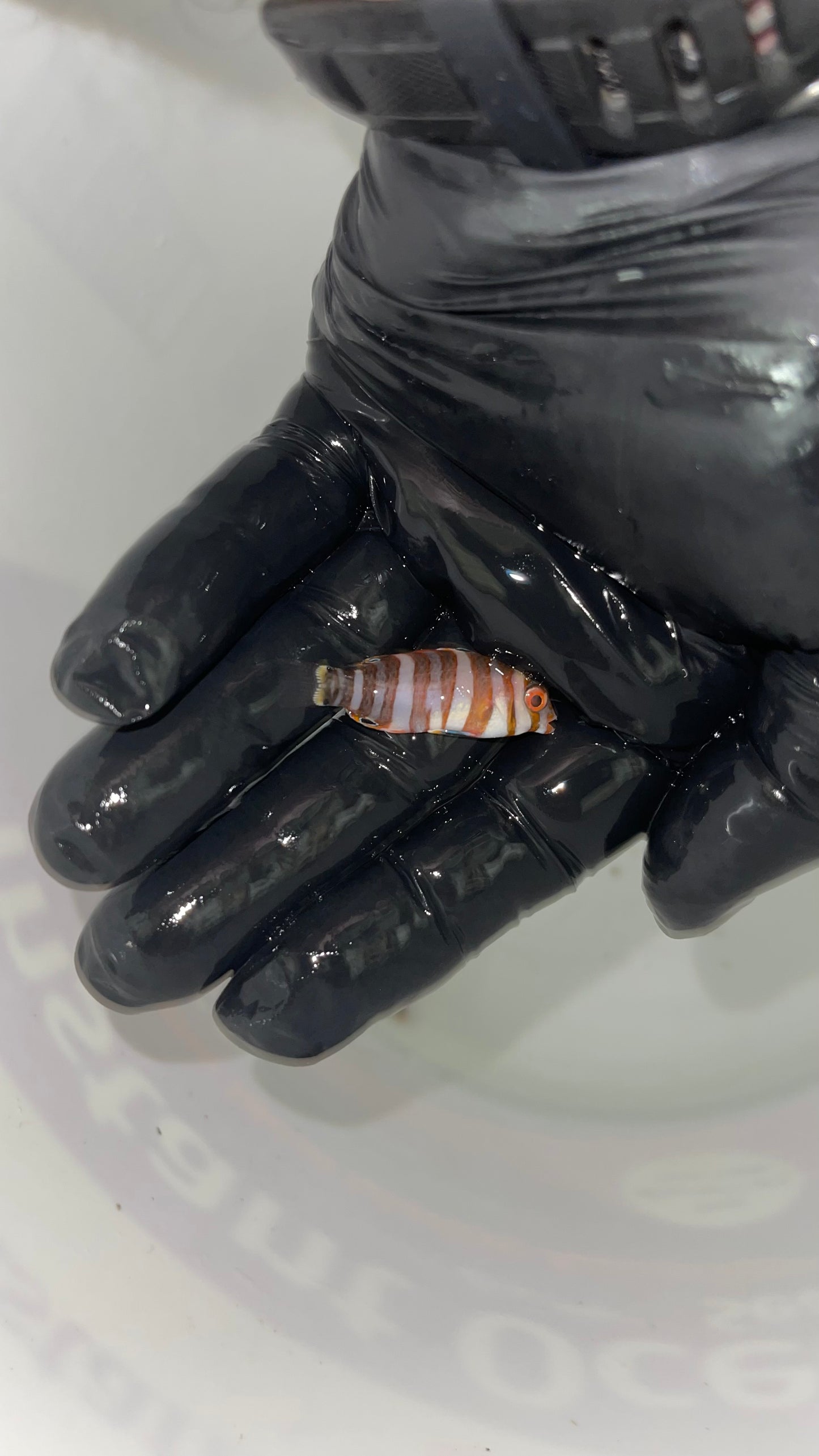 Australian Harlequin Tusk (2" juv)
