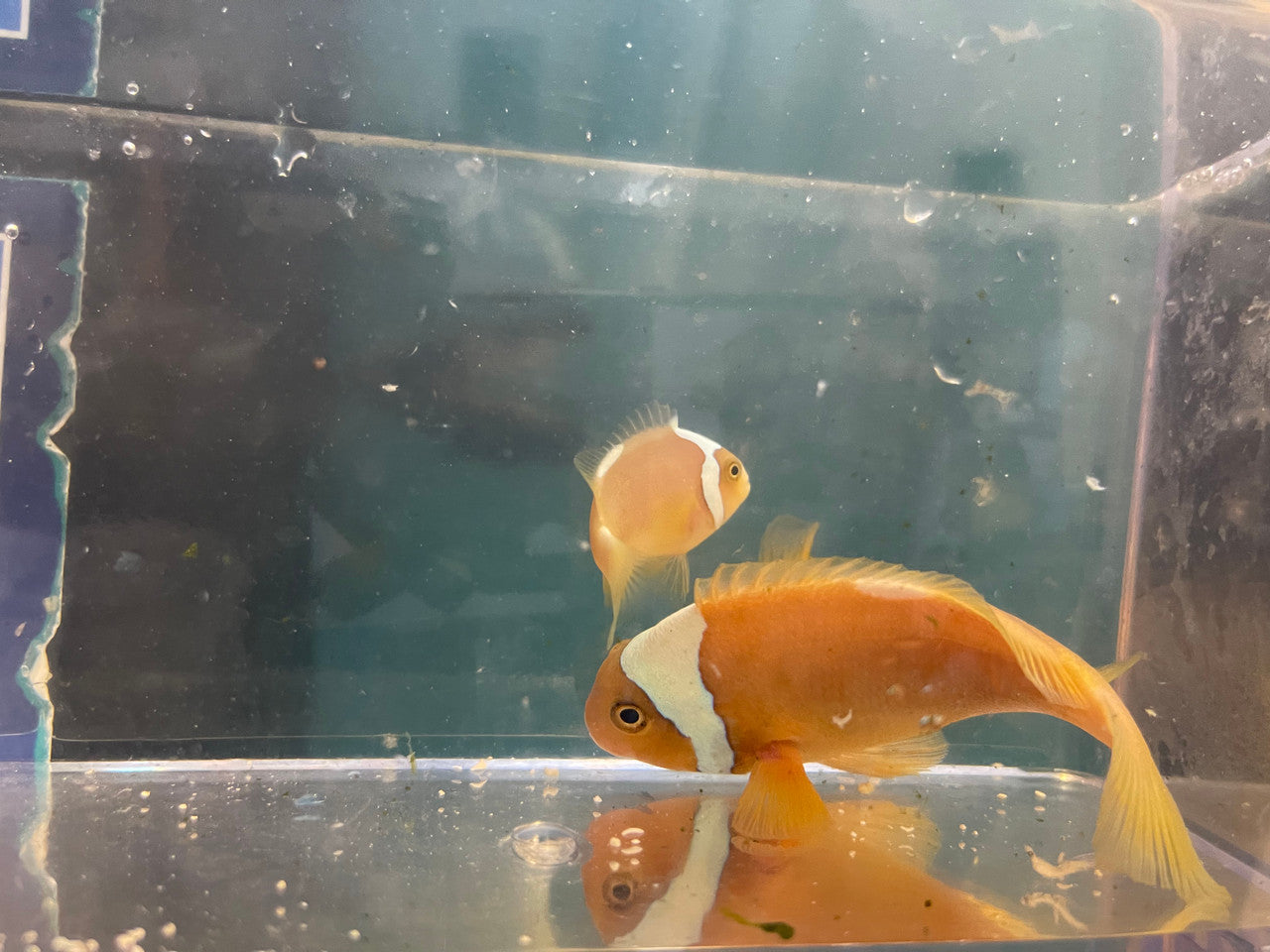 White Bonnet Clownfish - Amphiprion leucokranos-Wild Caught Trio