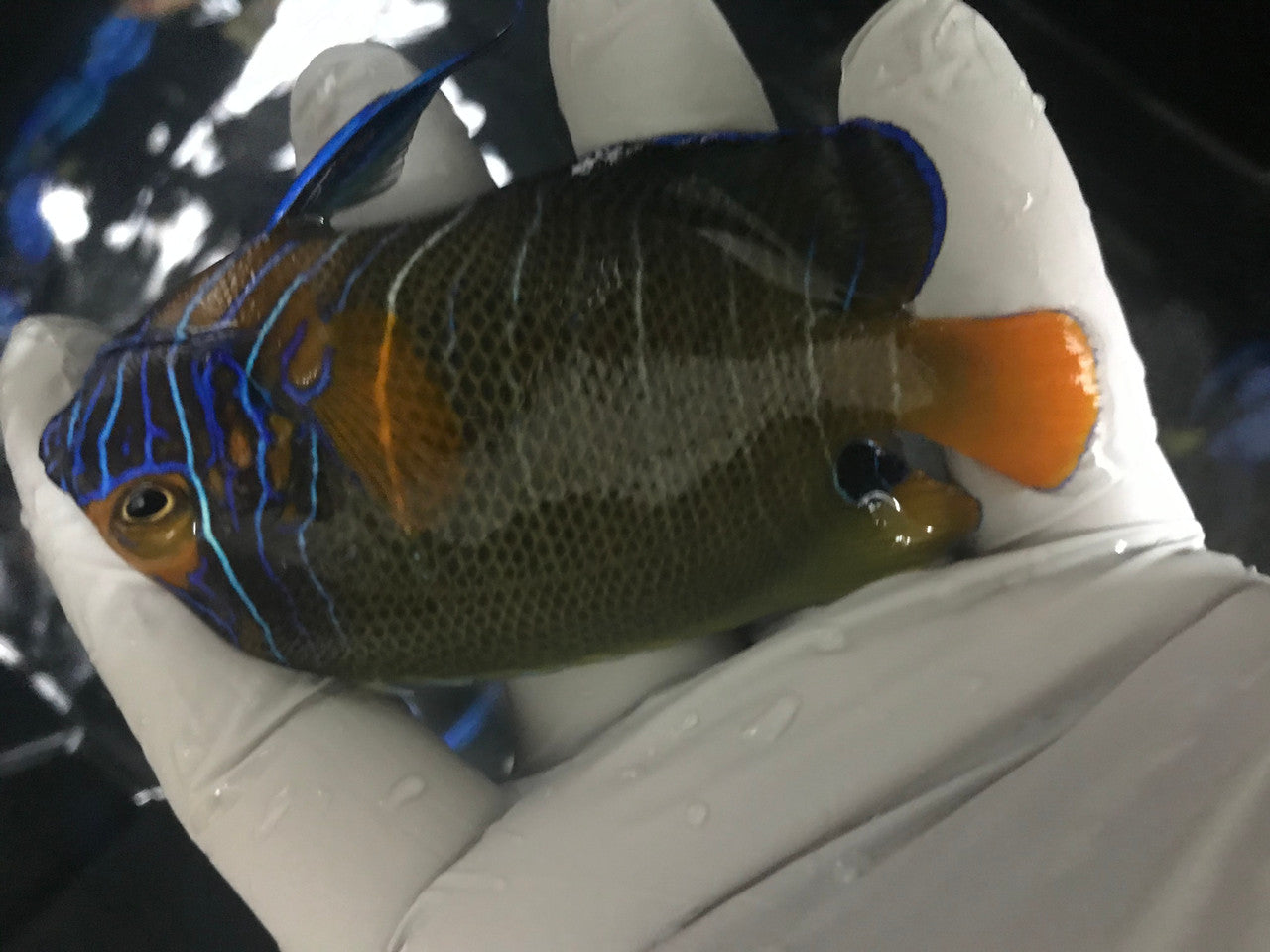 Blue Face Angel (3" changing)