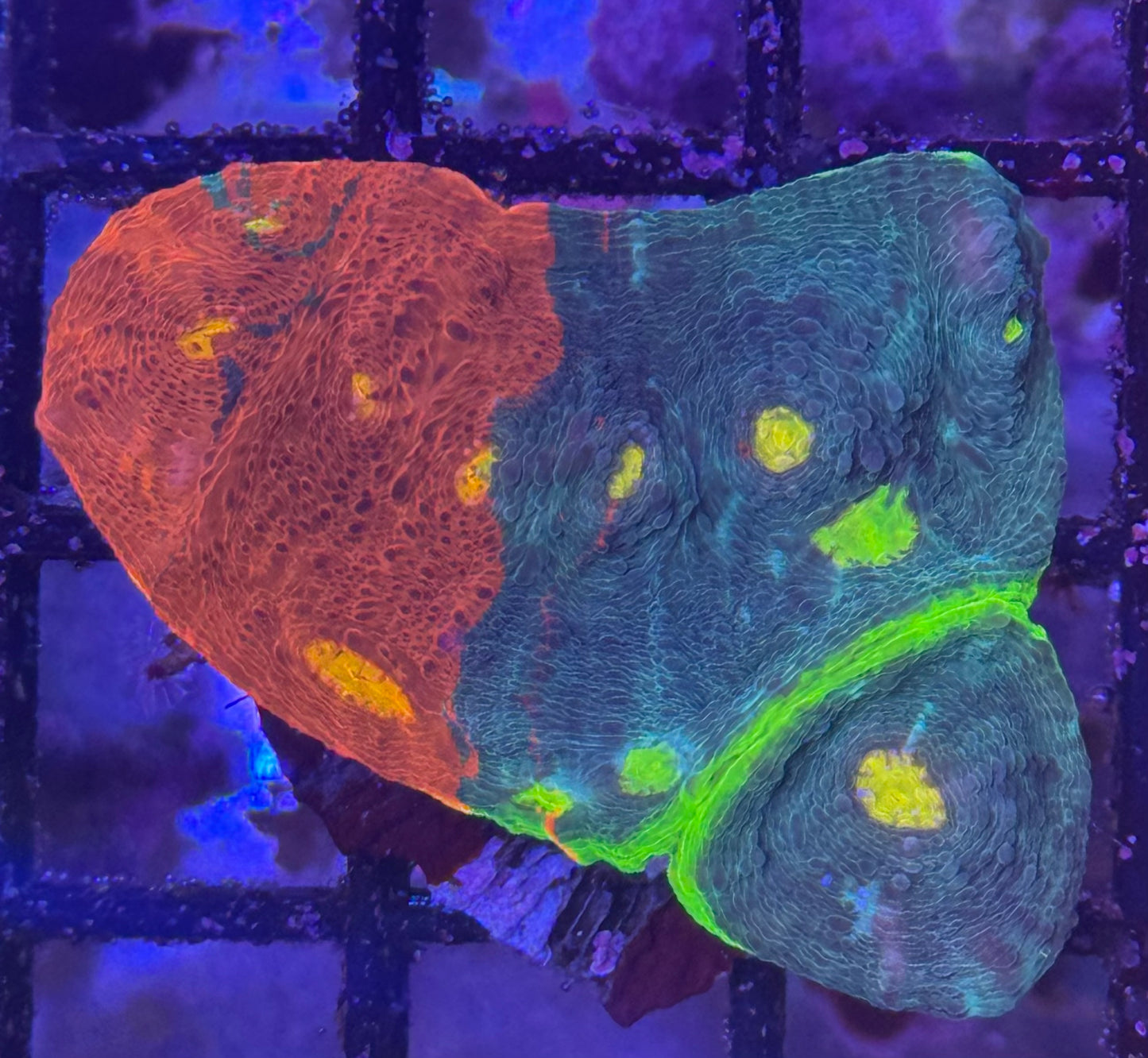 Jellybean Chalice (A122)