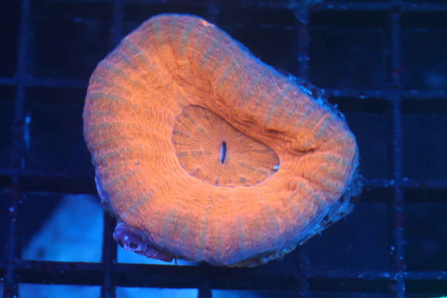 Aussie Pink Scoly (B110)